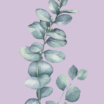 aromatherapy_eucalyptus1