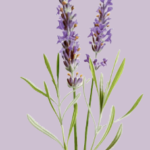 essential_oils_lavender1