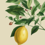 essential_oils_lemon1